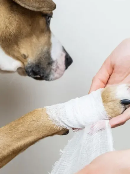Argent colloïdal en Gel pour chien et chat - Antibactérien multi-usage