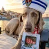 Assortiments de 2 gâteaux pour chien Sardine Delights 🐟 – Cooka's Cookies