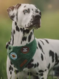 Badge thermocollant Nature Enthusiast - Scout's Honour