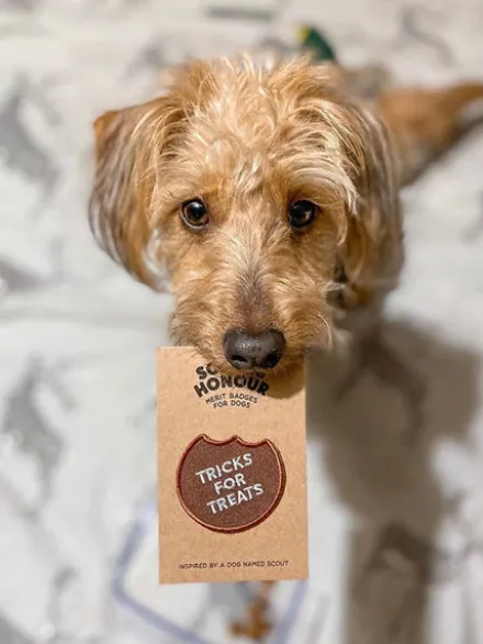 Badge thermocollant Tricks for Treats - Scout's Honour