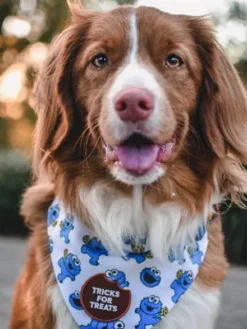 Badge thermocollant Tricks for Treats - Scout's Honour