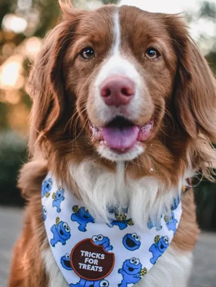 Badge thermocollant Tricks for Treats - Scout's Honour