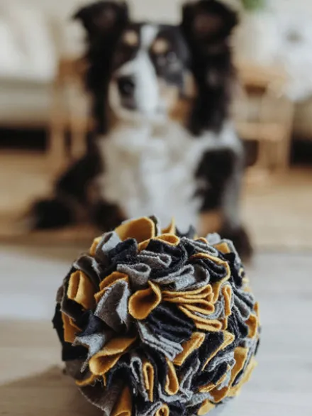 Balle de fouille pour chien - Hunter