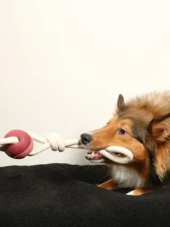 Balle en caoutchouc et corde pour chien - Yara rose