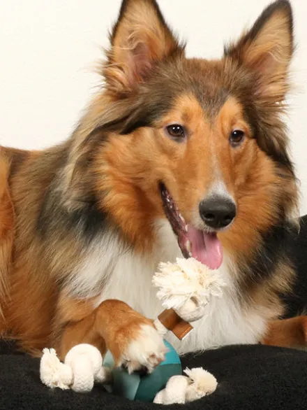Balle en caoutchouc et corde pour chien - Levi Bleu Lagon