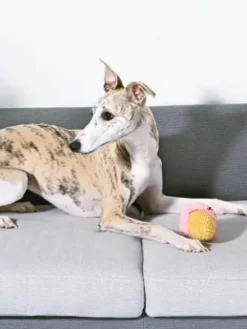 Balle en peluche pour chien - Glace en cône 🍧 - HugSmart