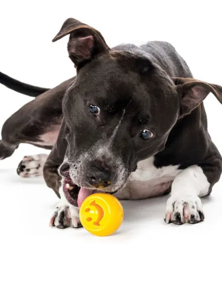 Balle Orbee Tuff pour chien - Smiley - Eco-friendly et durable