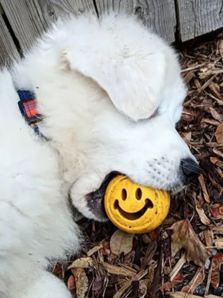 Balle Orbee Tuff pour chien - Smiley - Eco-friendly et durable