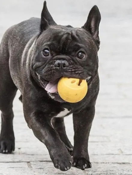 Balle Orbee Tuff pour chien - Smiley - Eco-friendly et durable