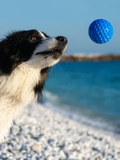 Balle pour chien en mousse haute densité - Orange