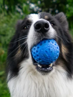 Balle pour chien en mousse haute densité - Orange