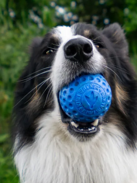 Balle pour chien en mousse haute densité - Orange