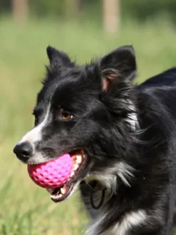Balle pour chien en mousse haute densité - Orange