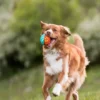 Balle pour chien Go-Go Astro Ball - Flare - Pet PLAY