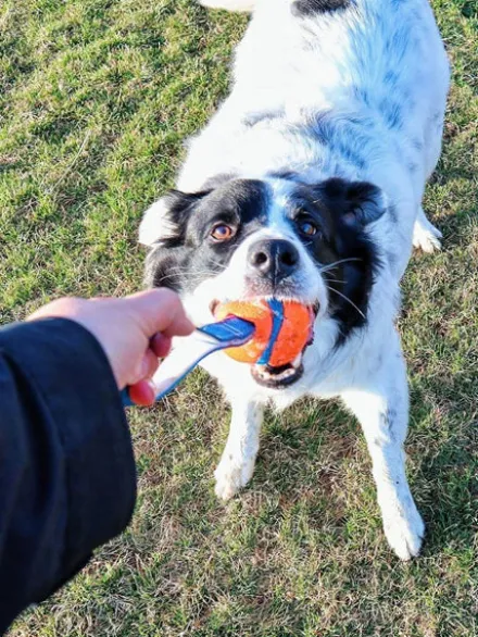 Balle pour chien Ultra Tug Chuck It! - Taille M