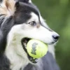 3 Balles de tennis Kong SqueakAir pour chien