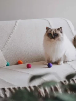 4 balles en laine feutrée pour chat - Coloris Glow - District 70