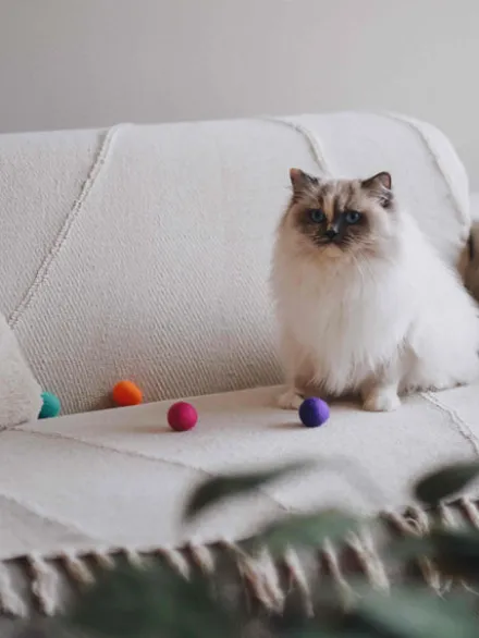 4 balles en laine feutrée pour chat - Coloris Glow - District 70