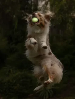 2 balles pour chien - Max Glow - Chuck It! - Taille M