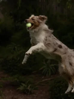 2 balles pour chien - Max Glow - Chuck It! - Taille M