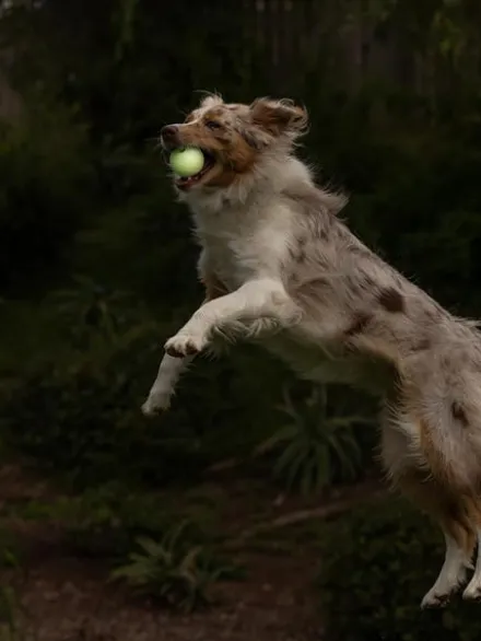 2 balles pour chien - Max Glow - Chuck It! - Taille M