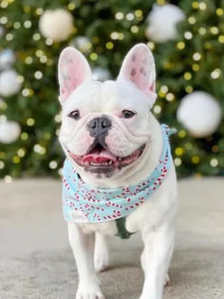 Bandana de Noël pour chien - Motif Candyland Bleu - The Paws
