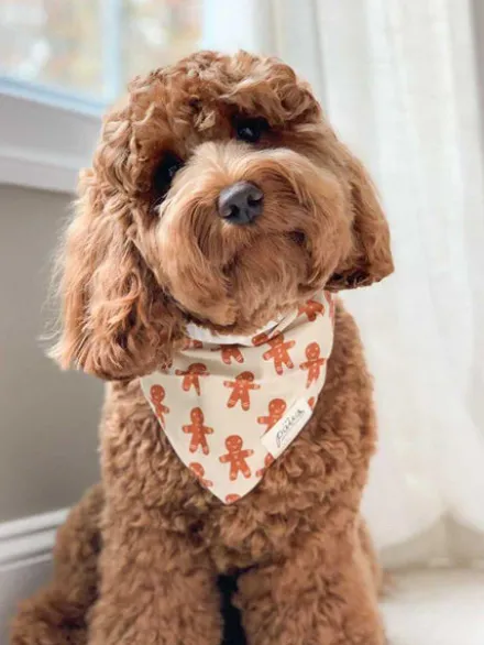 Bandana de Noël pour chien - Motif Little Ginger - The Paws