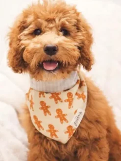 Bandana de Noël pour chien - Motif Little Ginger - The Paws
