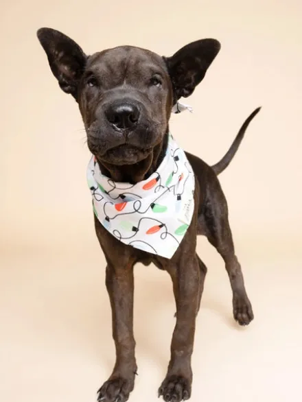 Bandana d'Hiver pour chien - Guirlande 🎄 - The Paws