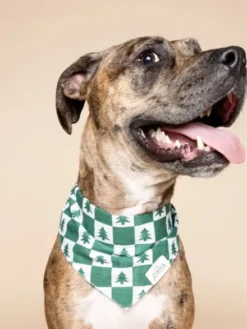 Bandana d'Hiver pour chien - Spruce 🌲 - The Paws
