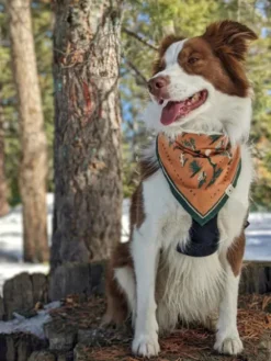 Bandana en coton - Desert Dwellers - The Landmark Project