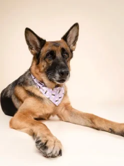 Bandana pour chien - Abeille - The Paws