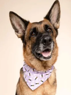 Bandana pour chien - Abeille - The Paws