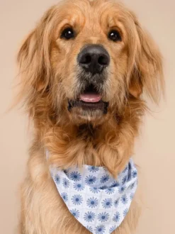 Bandana pour chien - Alfie - The Paws