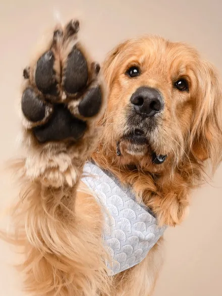 Bandana pour chien - Coast Seashell - The Paws
