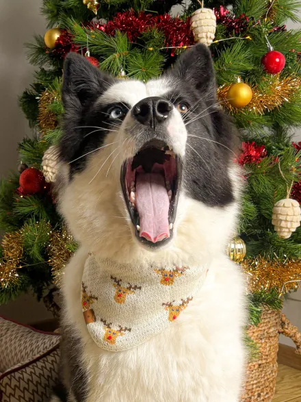 Bandana pour chien en tricot - Reindeer 🦌 - The Foggy Dog