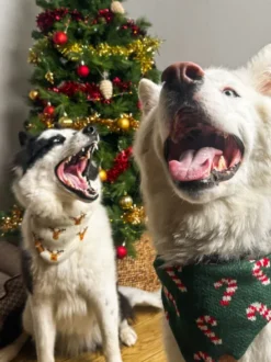 Bandana pour chien en tricot - Reindeer 🦌 - The Foggy Dog