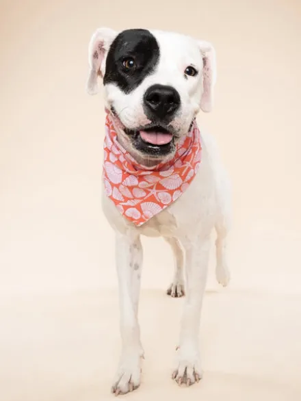 Bandana pour chien - Flores Shell - The Paws