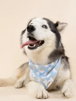 Bandana pour chien - Glace Bleu - The Paws