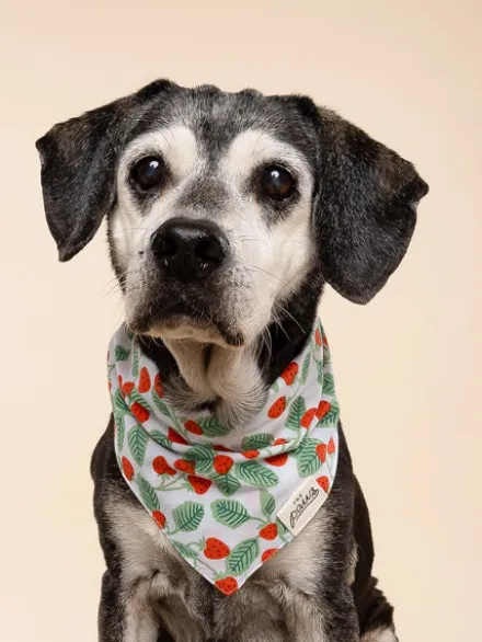 Bandana pour chien - Henley - The Paws