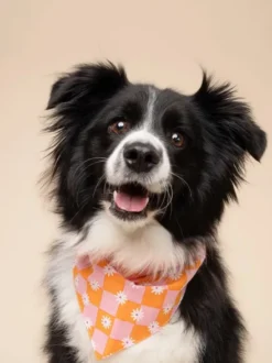 Bandana pour chien - Hula - The Paws