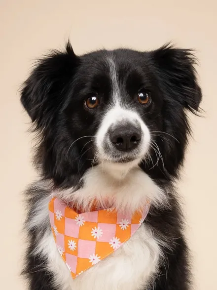 Bandana pour chien - Hula - The Paws