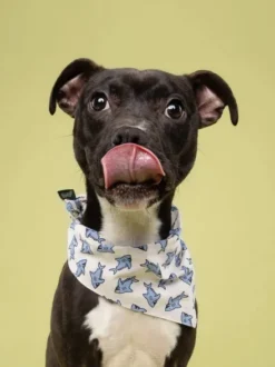 Bandana pour chien - Jawz - The Paws