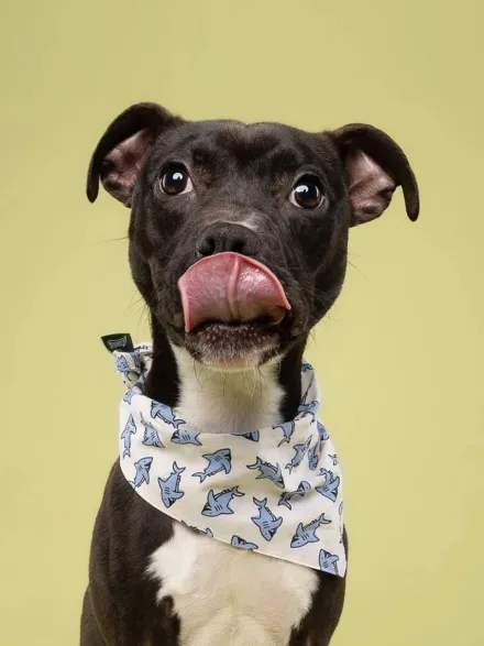 Bandana pour chien - Jawz - The Paws