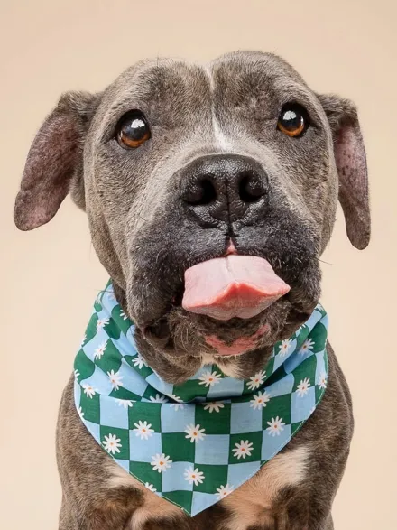 Bandana pour chien - Koa - The Paws