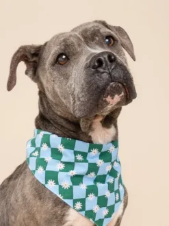 Bandana pour chien - Koa - The Paws