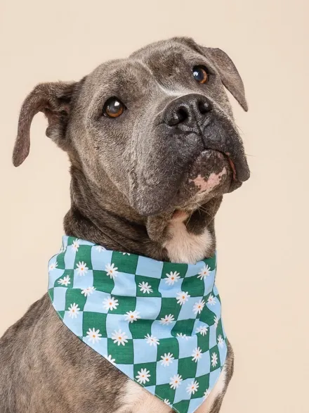 Bandana pour chien - Koa - The Paws