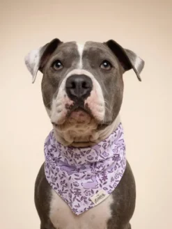 Bandana pour chien - Lapin de Pâques - The Paws