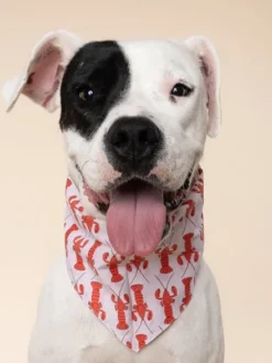 Bandana pour chien - Lobstah - The Paws