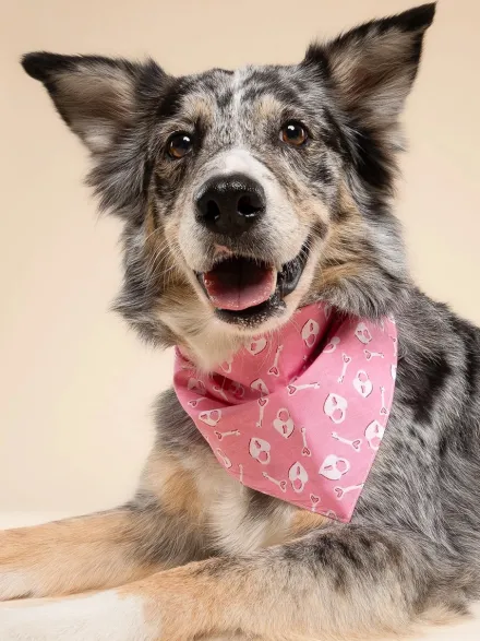 Bandana pour chien - Lock Lock - The Paws